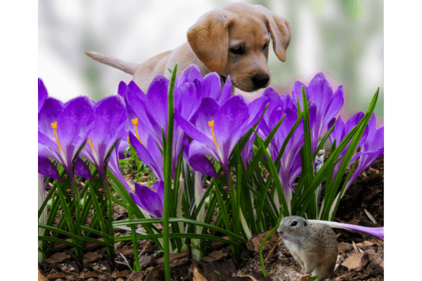 꽃이피어있는-풀밭에서-강아지가-쥐를-보고있는-사진