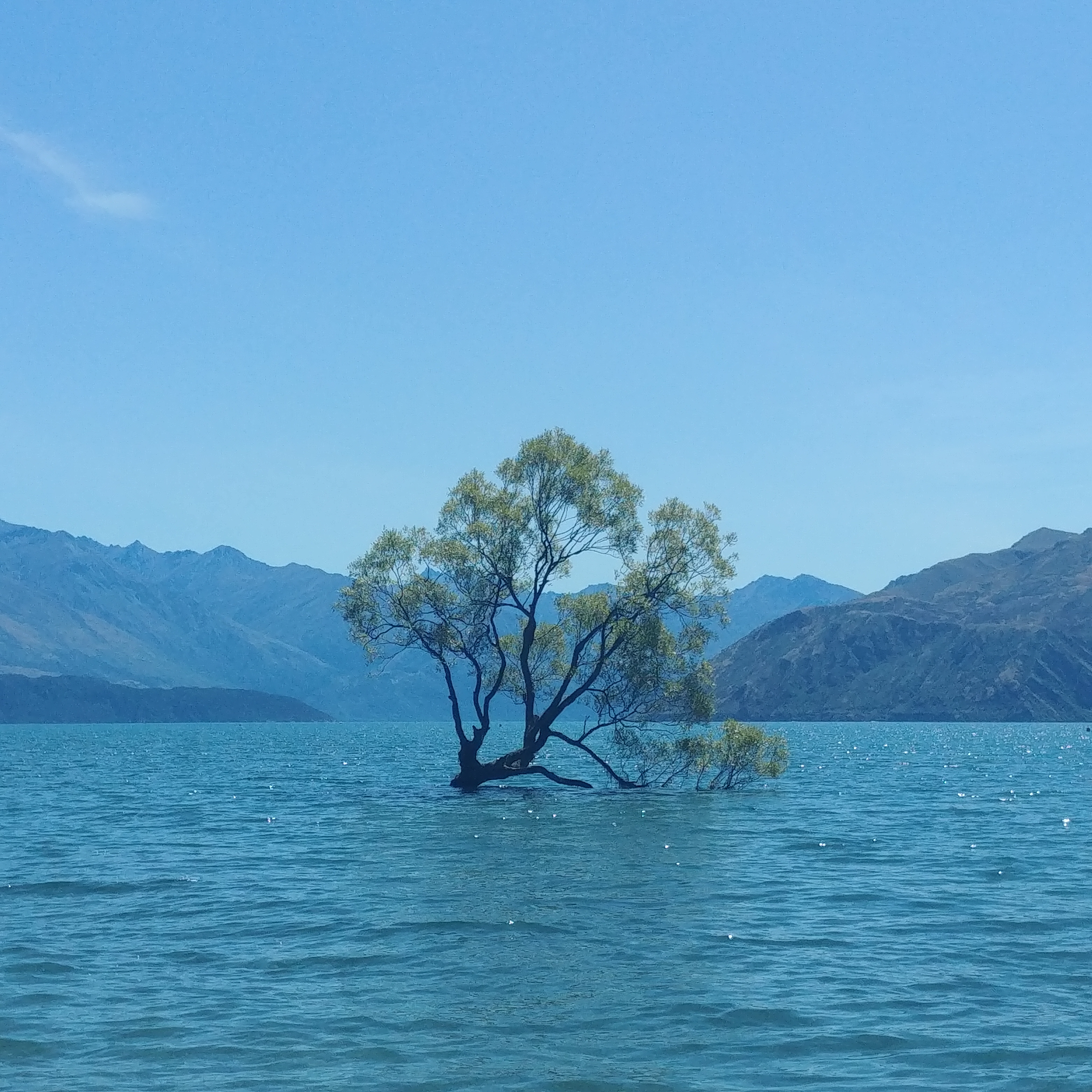 뉴질랜드 와나카 나무 #ThatWanakaTree (톱질로 훼손된 와나카 나무)