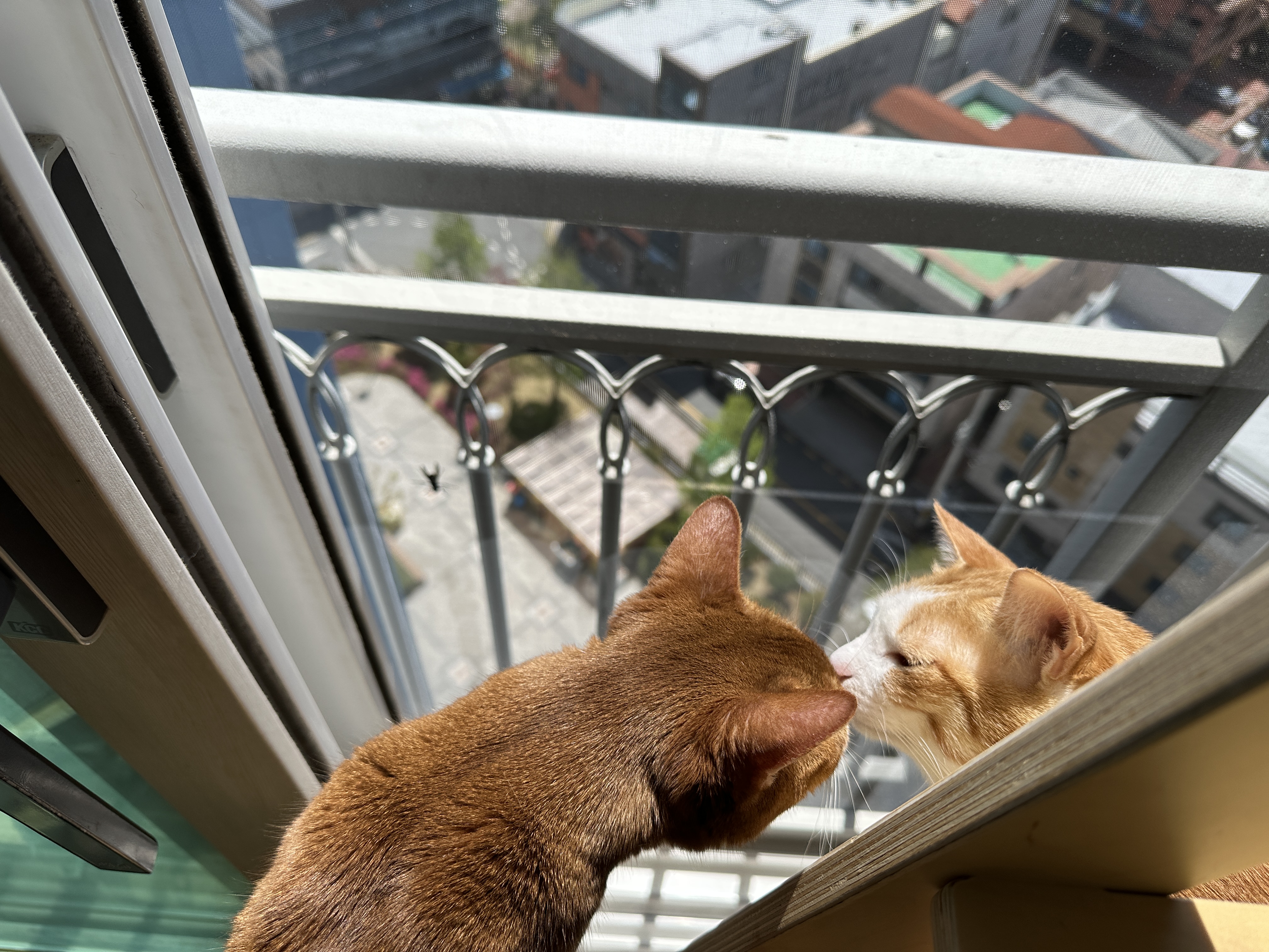 고양이들이 창밖에 벌을 발견했을때 (feat. 루나와 호야의 반응)