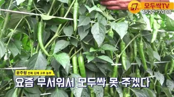 모두싹 사용방법 효능 프리미엄 골드_14