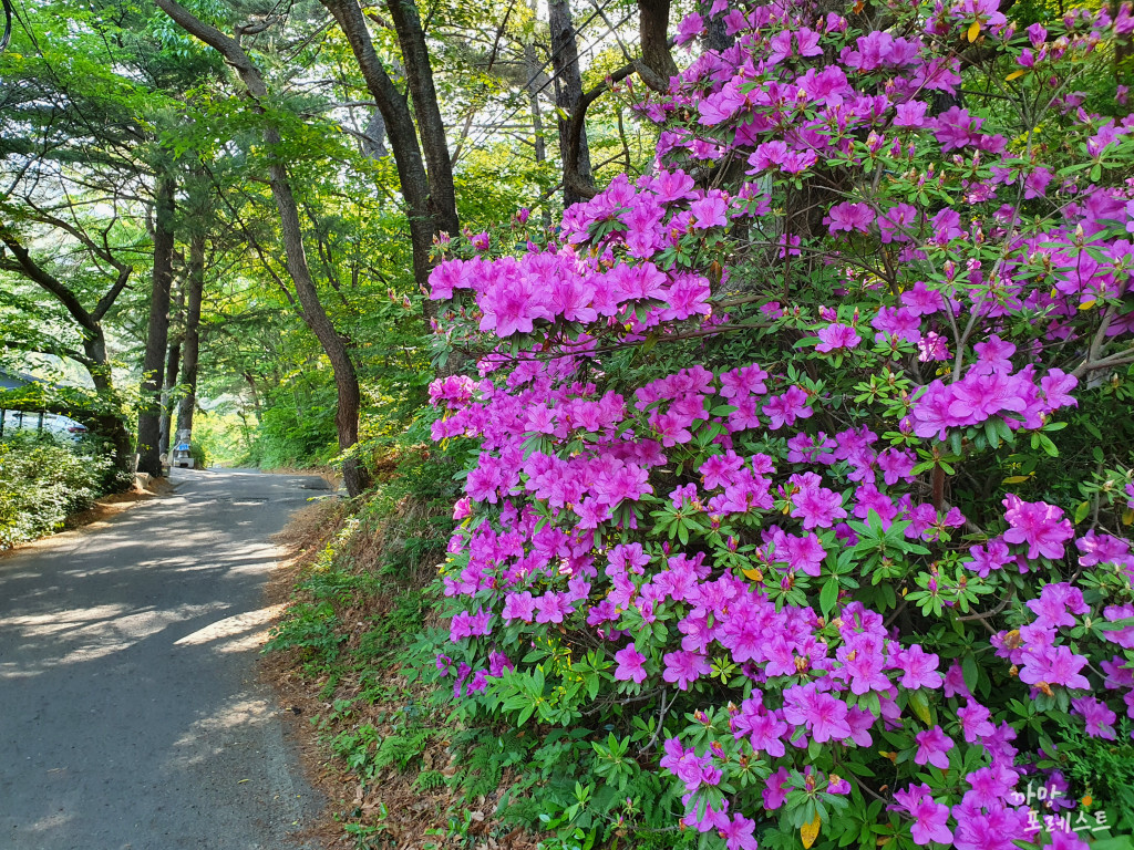 화왕산 진달래꽃