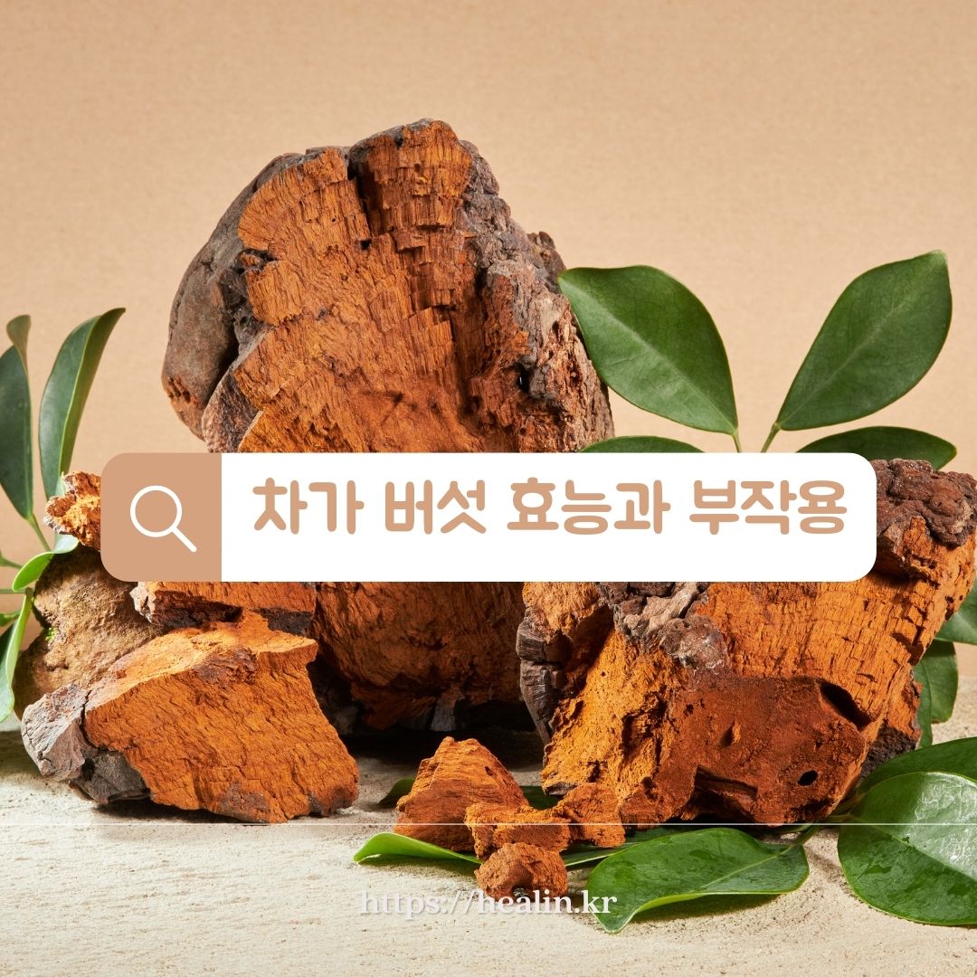  차가 버섯의 놀라운 건강 효능, 독감까지? 정말일까?
