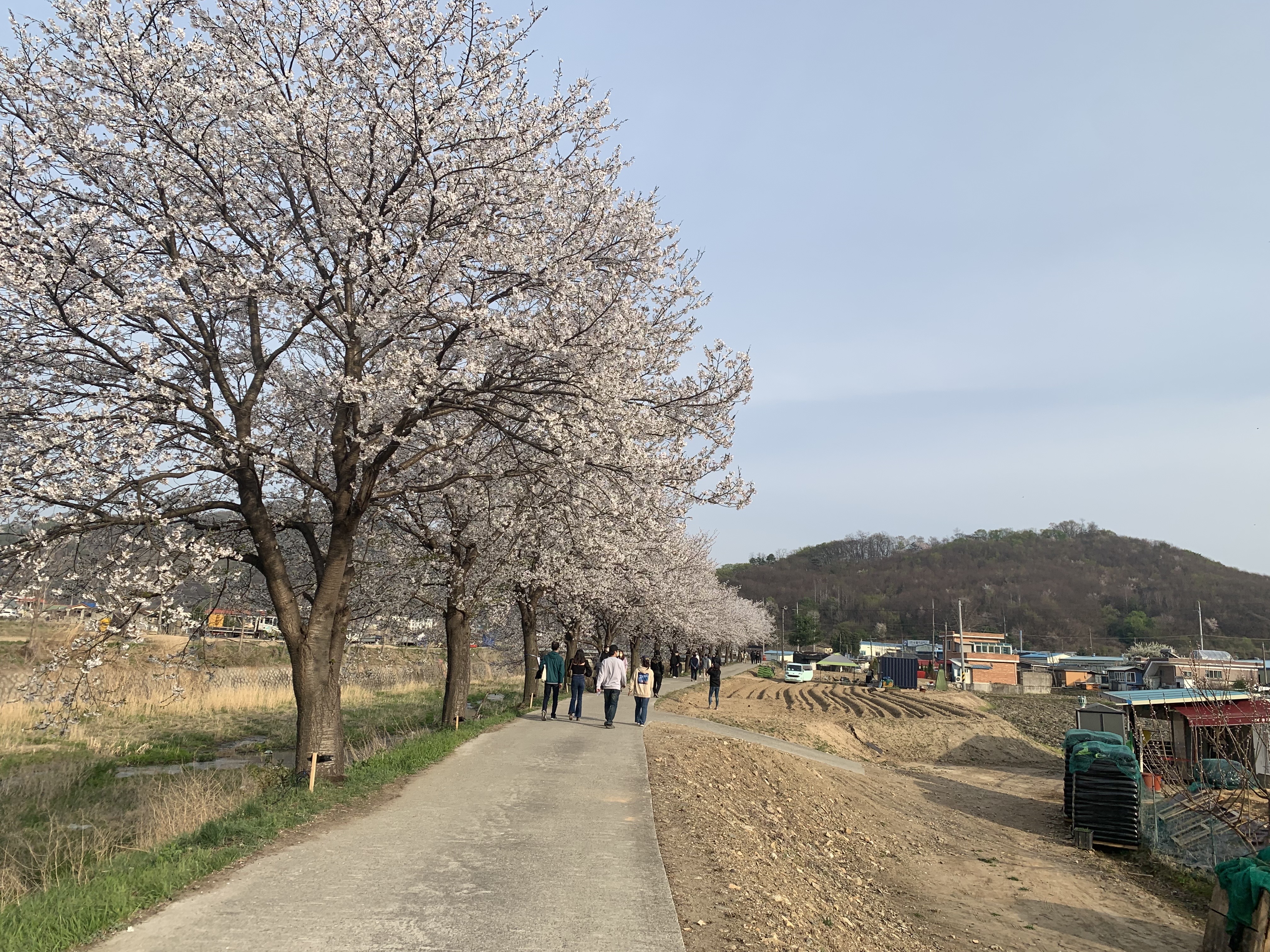  파주 밤고지 마을 벚꽃 길 구경 다녀 왔어요 [220417]