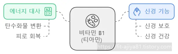 티아민 효능