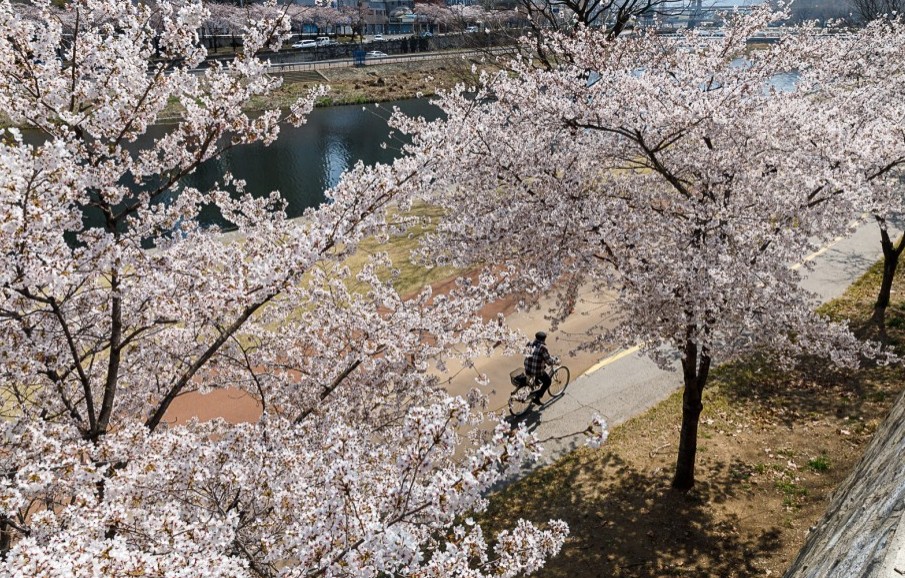 대구 벚꽃 명소인 신천둔치 모습