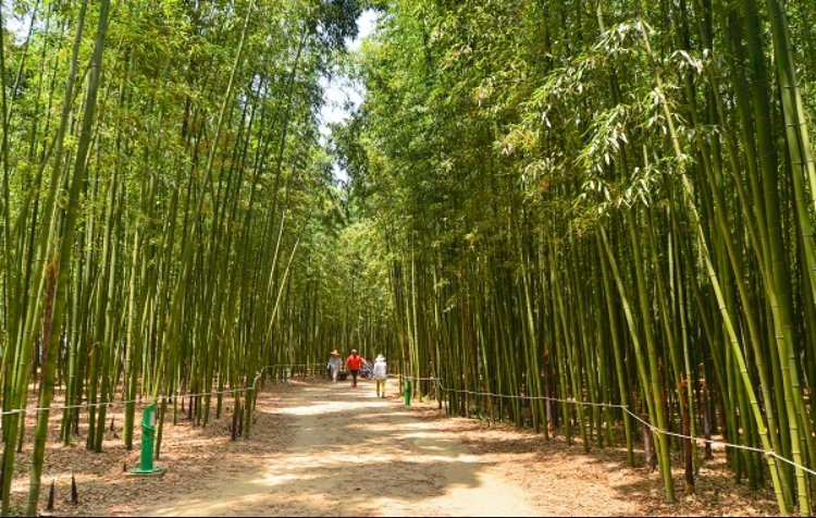 태화강국가정원십리대숲