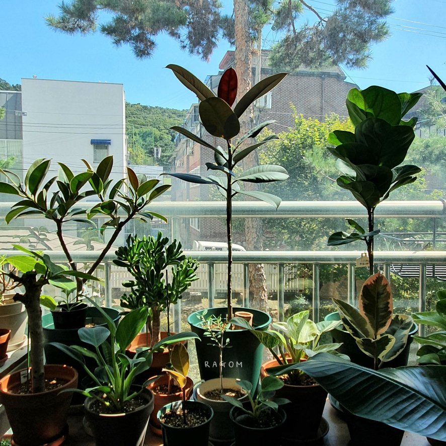 국민다육하월시아수 ? 그리고 2