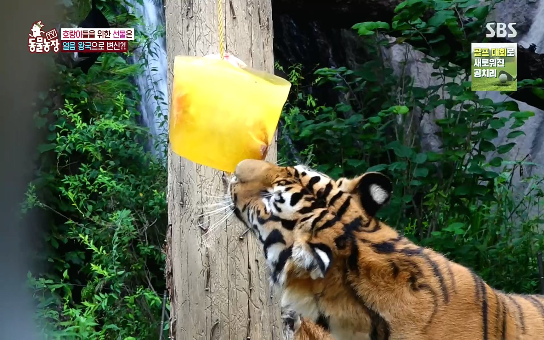 TV 동물농장.E1083.220821p.H264-F1RST.mp4_20220821_183658.702.jpg