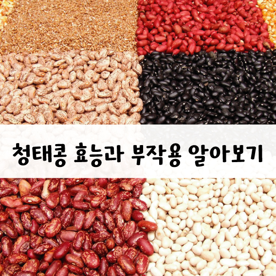 청태콩 효능과 부작용 알아보기!