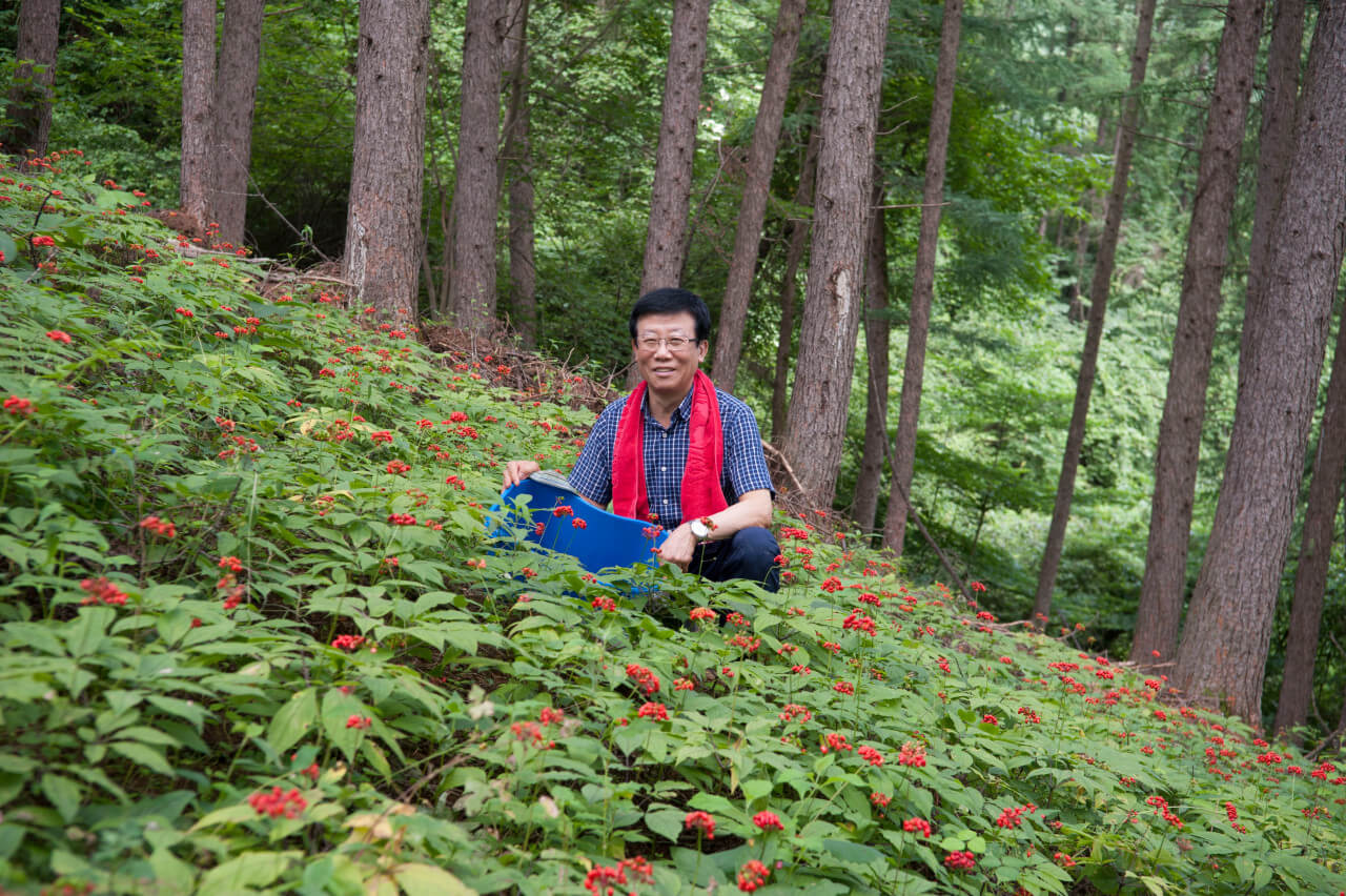 6시내고향 강원 평창 산양삼 구매방법 산삼어람