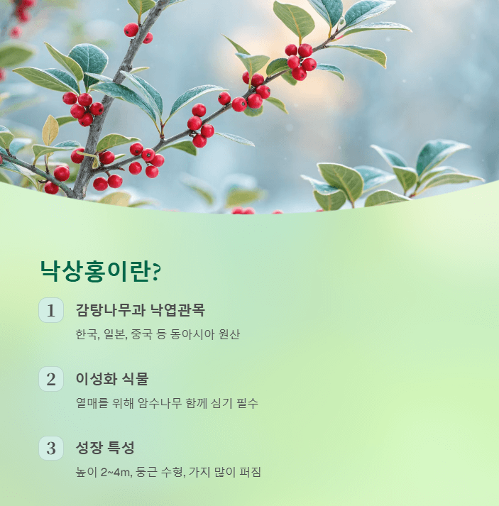 낙상홍