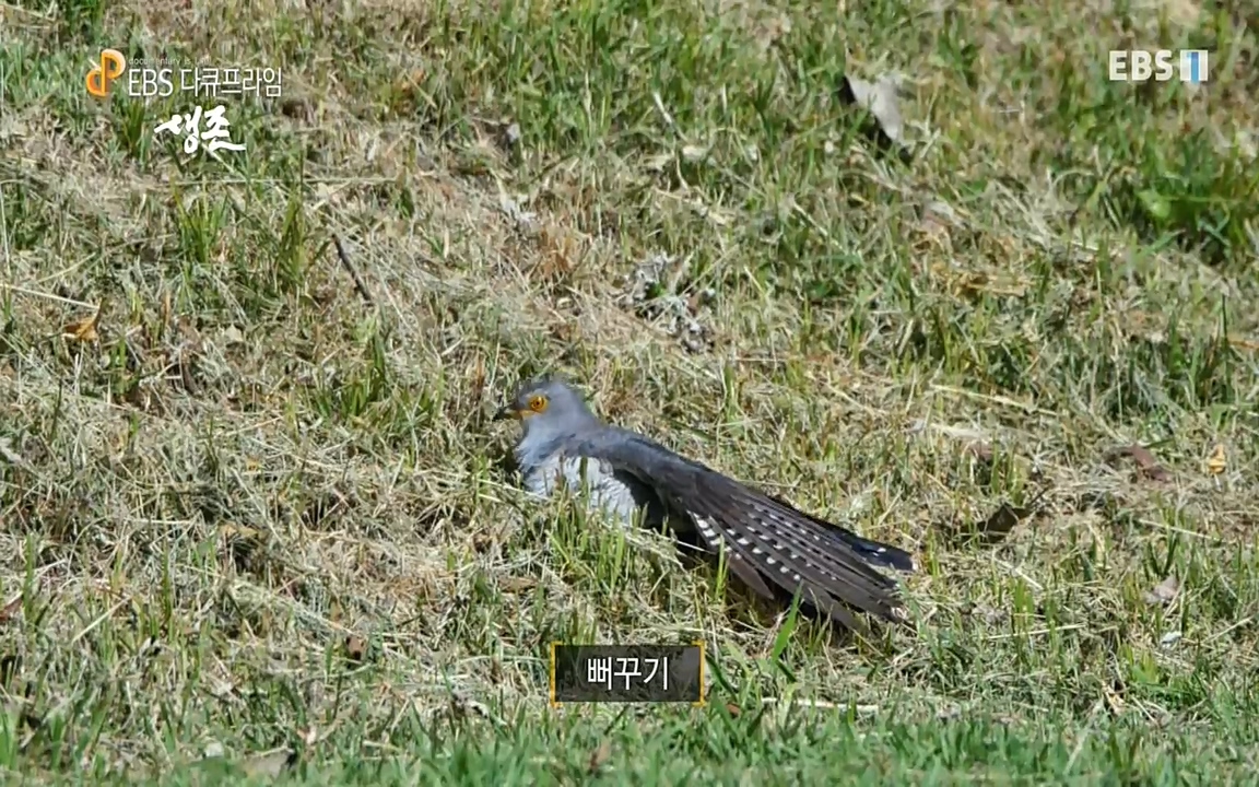 생존 3부_ EBS 다큐프라임_ 220629.avi_20220701_210057.819.jpg