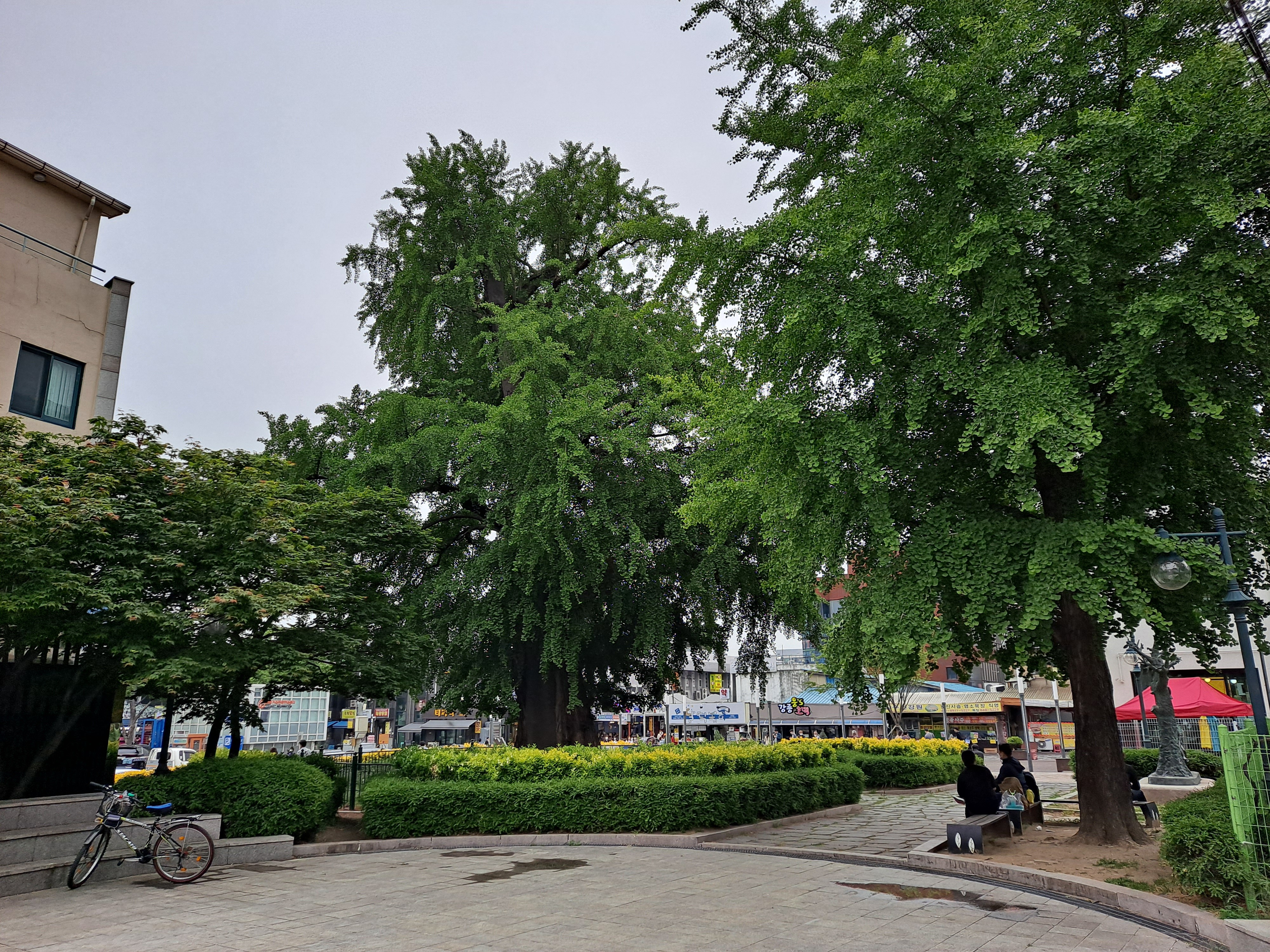  호행(虎杏), 강릉 옥천동 은행나무