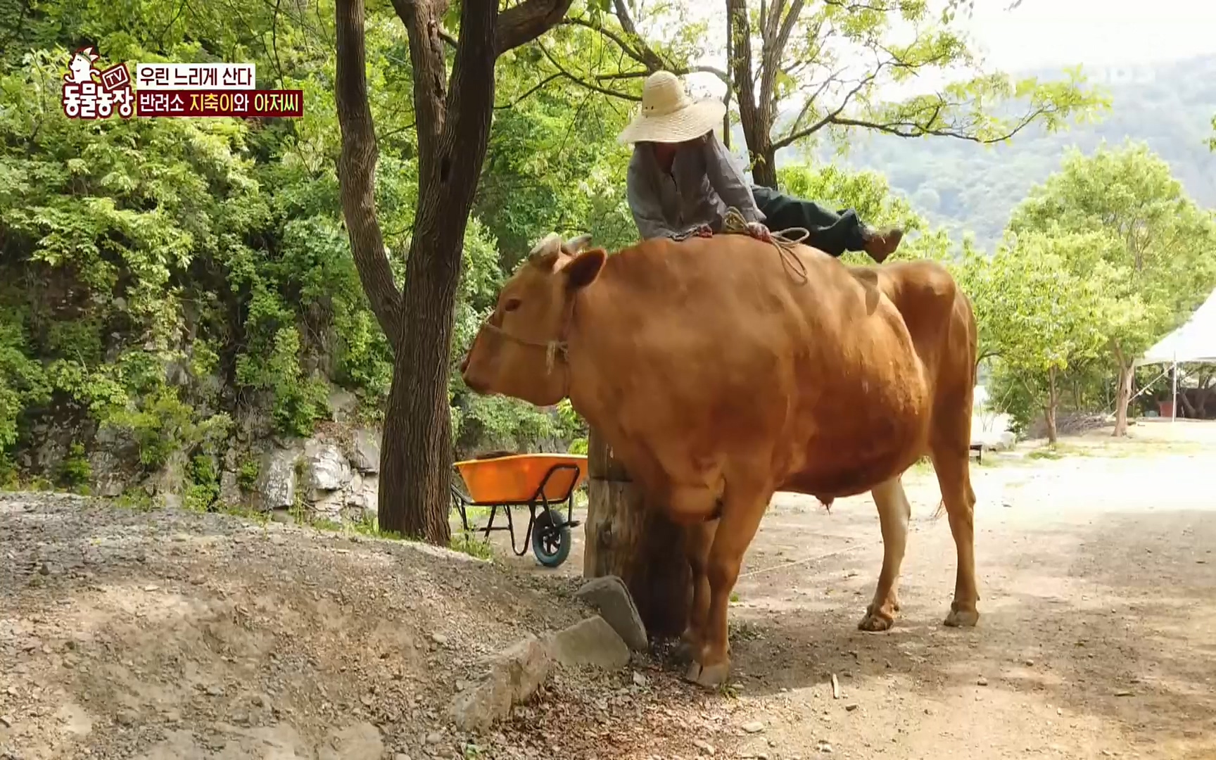 TV 동물농장.E1074.220619p.H264-F1RST.mp4_20220619_181300.678.jpg