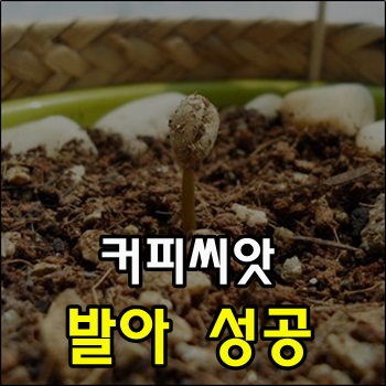  2022년 첫 수확한 커피체리 씨앗 발아 성공