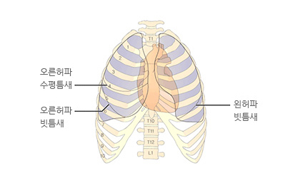 허파 가슴
