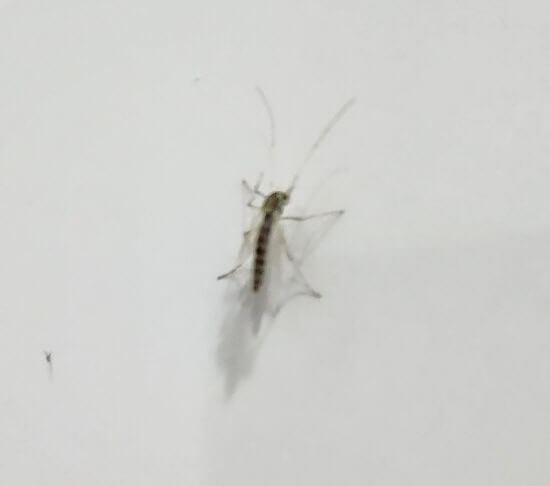 깔따구
