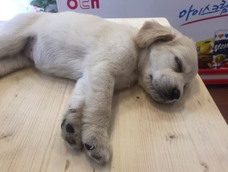  근무태만 알바생 레게노