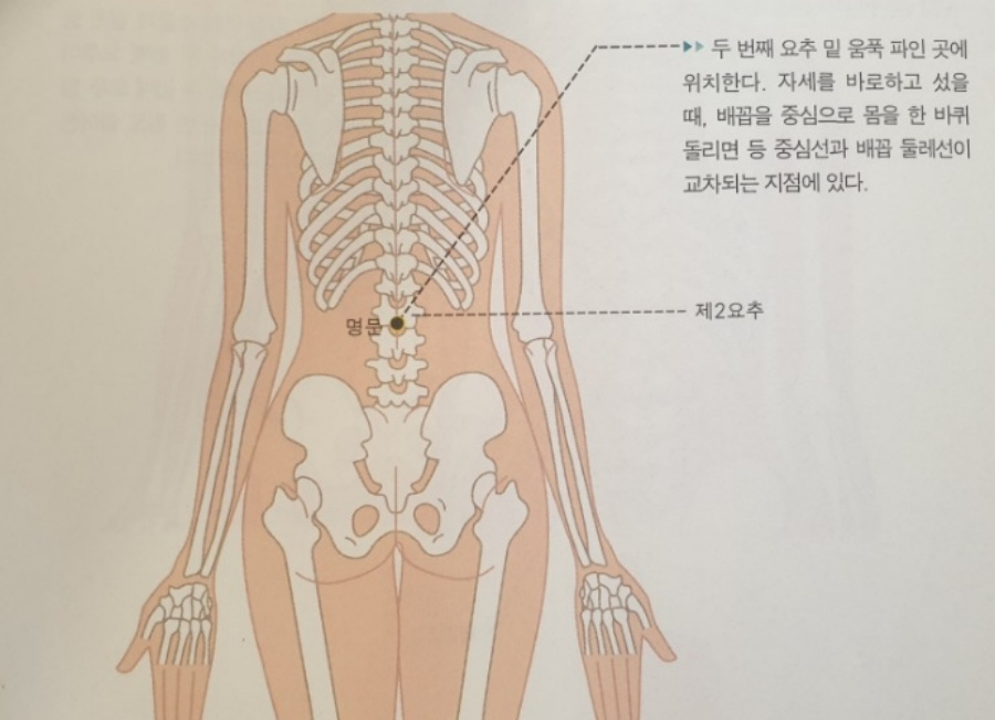 인체의 365혈 중에서 명문혈의 위치에 대한 설명과 위치를 해부학적인 그림 위에 표시를 한 이미지 사진