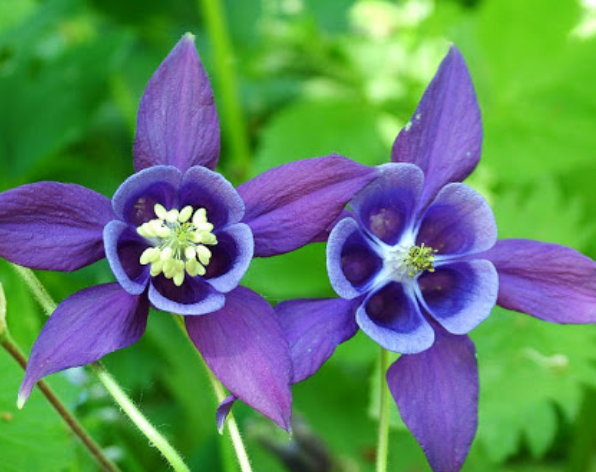  매발톱꽃 (COLUMBINE) 효능 및 부작용, 섭취시 주의할 점은?