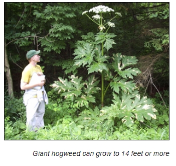 영국에서 가장 위험한 식물 &#39;자이언트 호그위드&#39; VIDEO:Giant HogweedDo Not Touch This Plant!