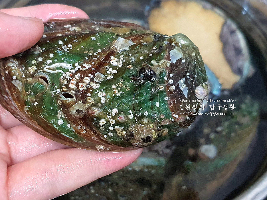 손질 하는법 활전복 보관 방법 전복회 손질 전복 내장 13