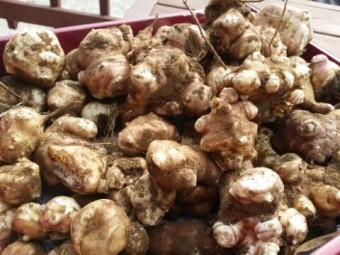 돼지감자 (따탕지)