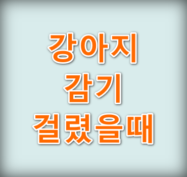 강아지 감기 걸렸을때