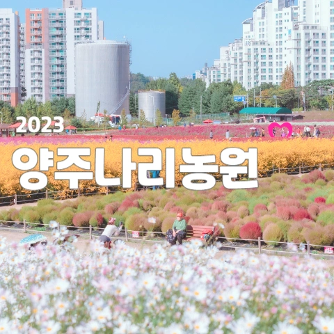  양주 나리농원 2023, 서울에서 가까운 가을 대표 핫플