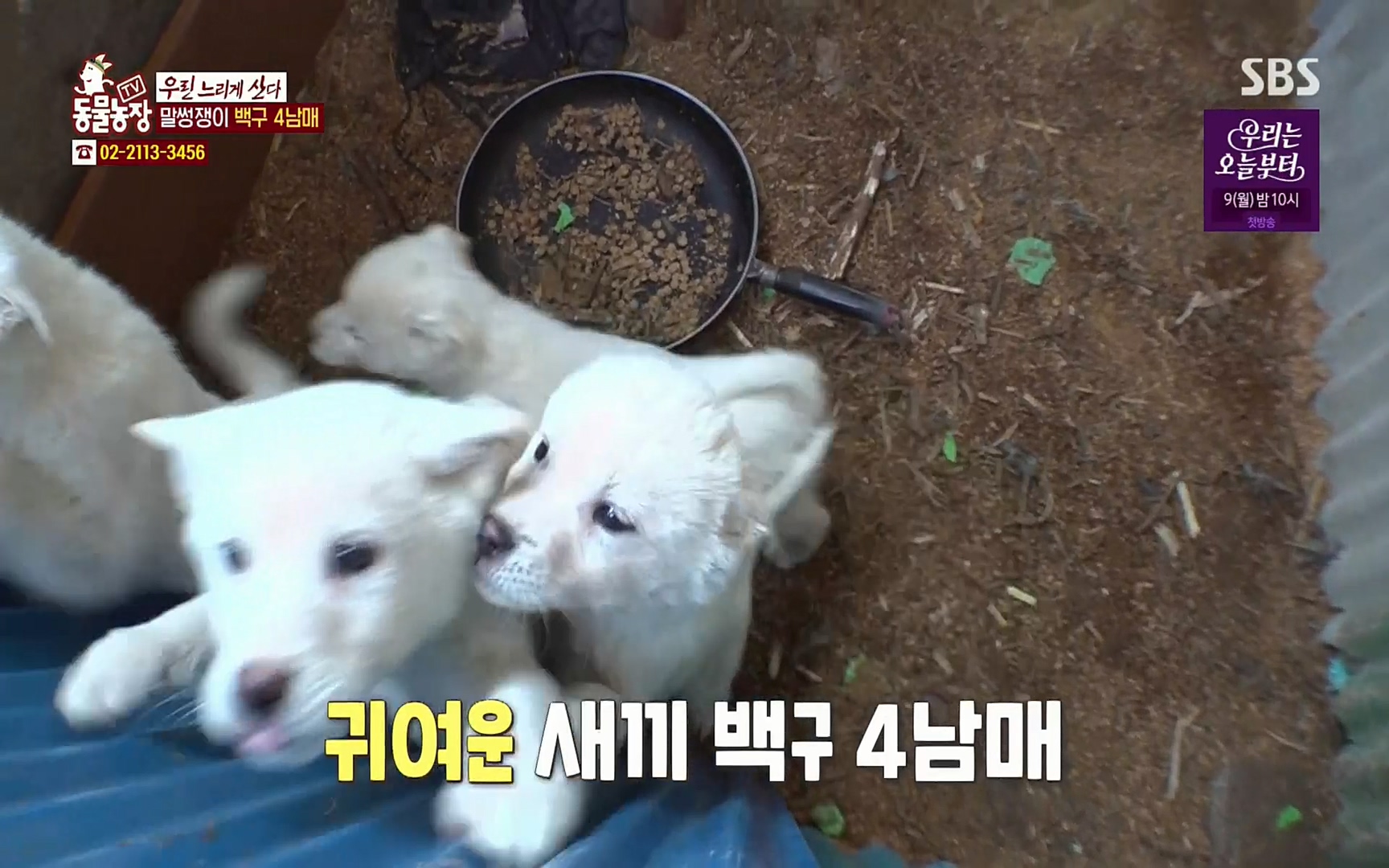 TV 동물농장.E1067.220501p.H264-F1RST.mp4_20220501_183906.287.jpg