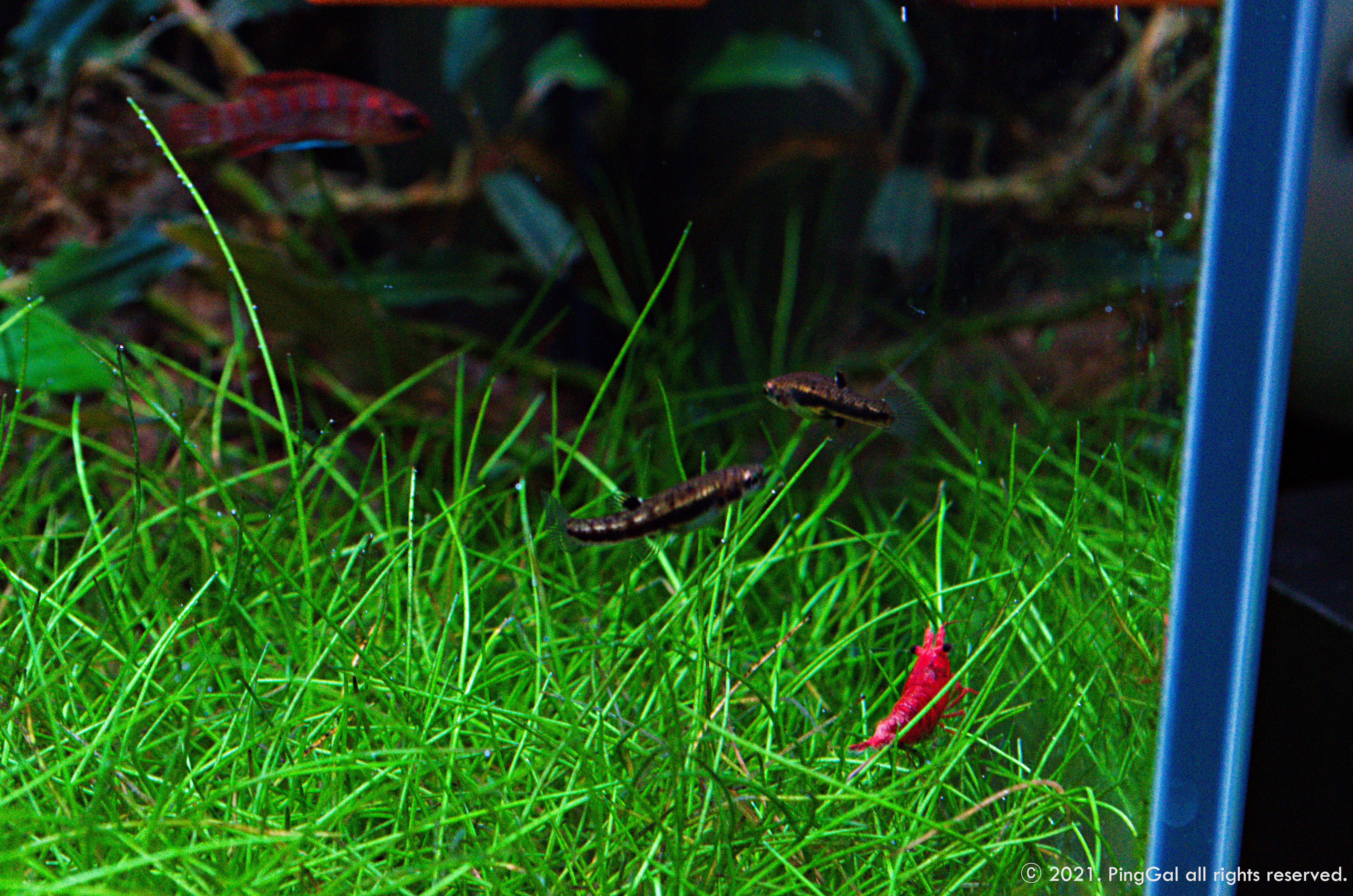  Mini M - 포모사 송사리(Heterandria formosa)