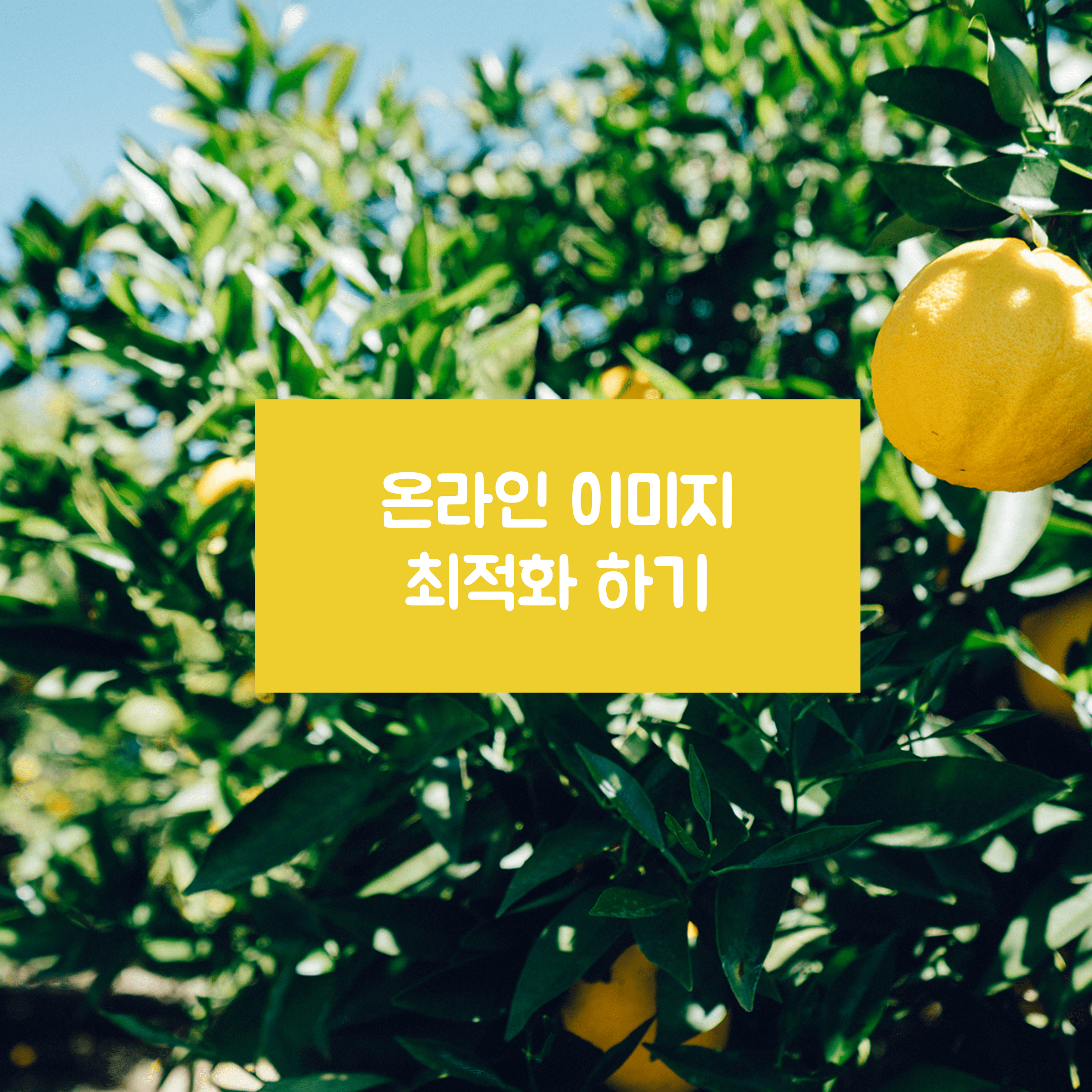 온라인 이미지 최적화 사이트 소개