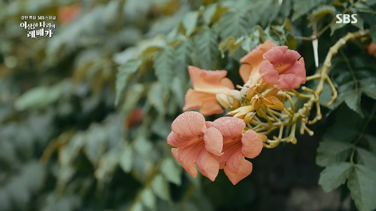 SBS 스페셜.E648.221226p.H264-F1RST.mp4_20221231_190934.479.jpg