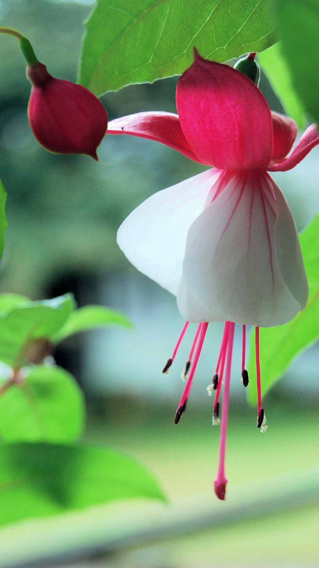 Fuchsia Flower iPhone Wallpaper