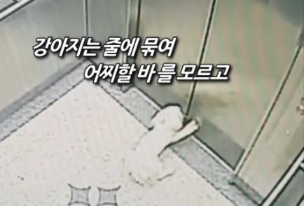  강아지 엘리베이터 목줄 사고 예방법
