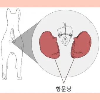 강아지 항문낭 압출법 염증 방지 필수 관리_7