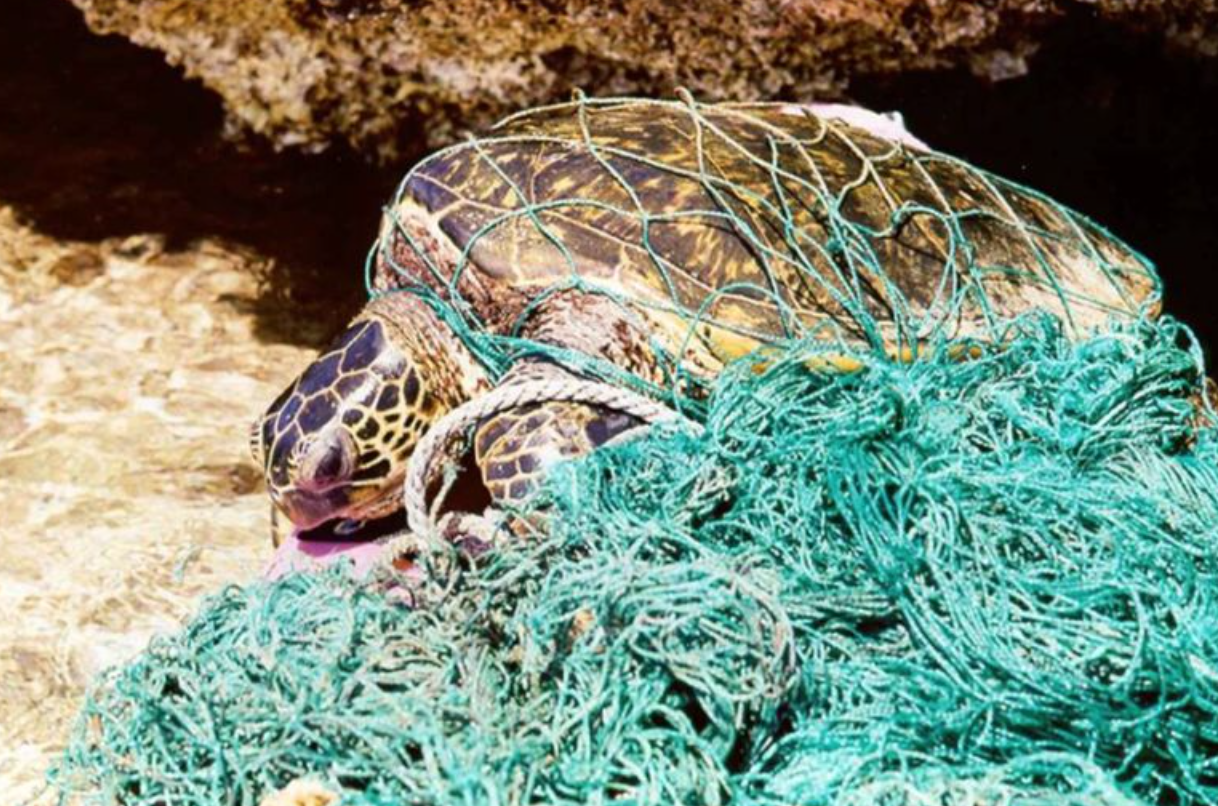 해양-플라스틱-쓰레기섬-플라스틱-오염-해양쓰레기-해양-동식물-생명-위협
