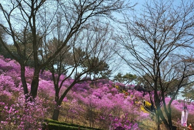 원미산 진달래 동산
