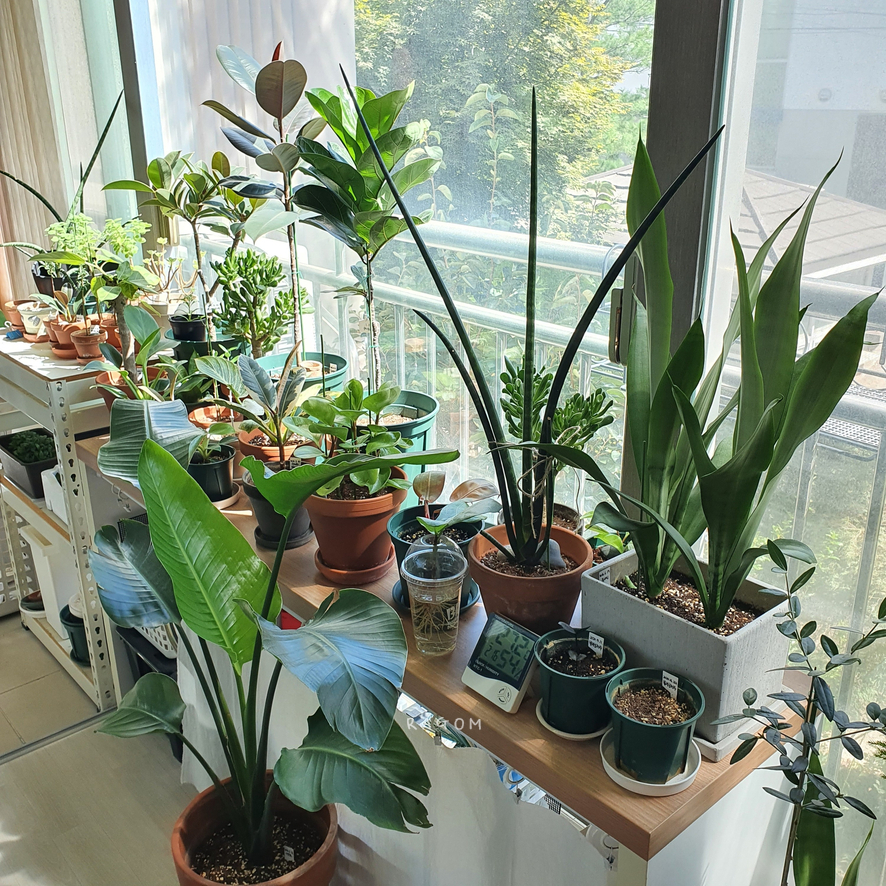 국민다육하월시아수 ? 그리고 1