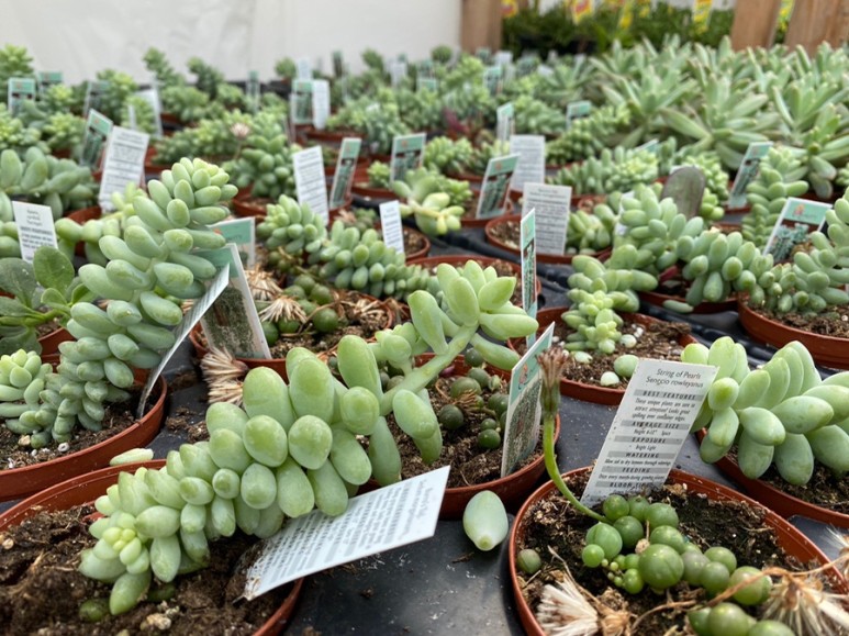 이름 가격도 같이 알아봐요. 예쁜 다육이 종류 16