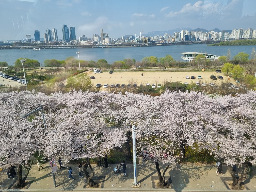 강변서재 옥상에서 찍은 여의도 벚꽃의 배경으로 한강이 나온 여의도 벚꽃축제 항공샷 사진입니다.