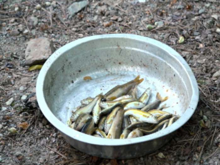 나는 자연인이다 12살 아들과 함께&#44; 석이버섯 채취&#44; 통발 민물고기 수제비 매운탕&#44; 황기뿌리 영양밥&#44; 산초기름 볶음밥&#44; 해답은 산에 있다 자연인 김기태 소개 및 윤택 출연 559회 다시보기