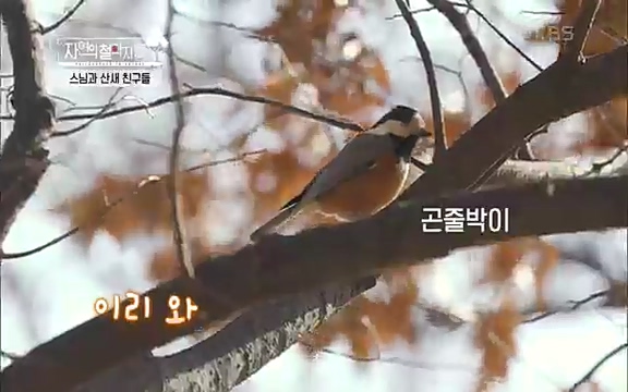 [3회] 자연의 철학자들 - KBS새처럼 살고 싶어라] 자연이라는 위대한 법당에서 숲의 울림, 새들의 소리를 들으며 깨달음을 얻은 도연 스님.ts_20220320_151858.776.jpg