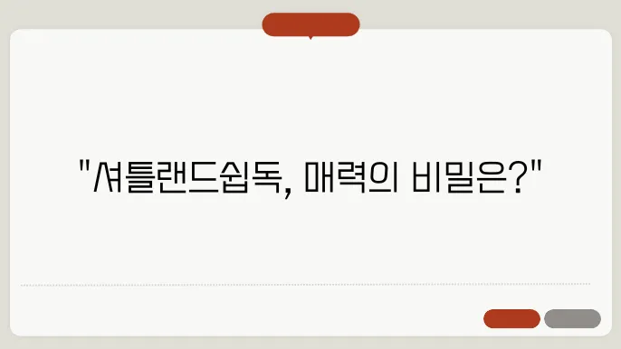 셔틀랜드쉽독의 성격