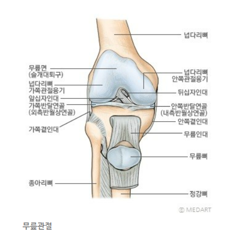 무릎관절