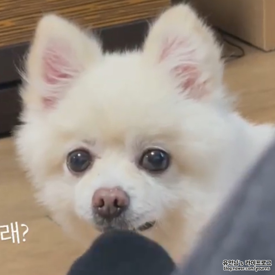 특징 (포메라니안 스피츠와 차임) 믹스견 종류 폼피츠의 성격과 5