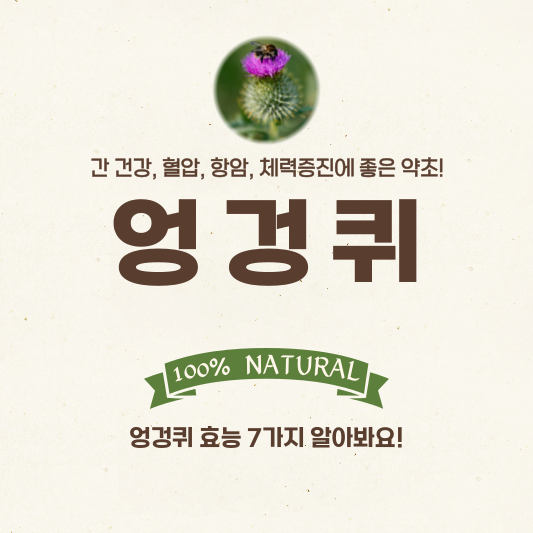  간에 좋은 약초 엉겅퀴 효능 7가지, 아침 엉겅퀴 차 한잔으로 건강 챙기세요!