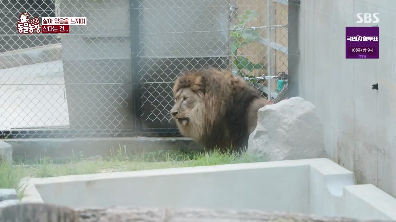 TV 동물농장.E1131.230731p-NEXT.mp4_20230730_191004.888.jpg
