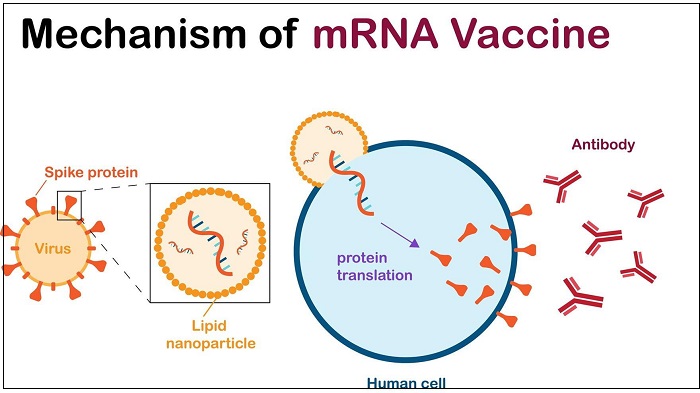mRNA 백신에 대한 우려...면역력 약화(백신 후천면역결핍증후군(VAIDS)): MIT 연구결과 COVID-19 mRNA Vaccines Reduce Immune Response to Other Infections&#44; Potential Concern of Immune Deficiency