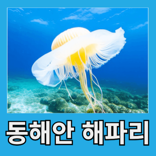 해파리주의보 동해안 해파리 출몰 이유 해파리 종류 해파리독 부작용 응급조치 예방방법